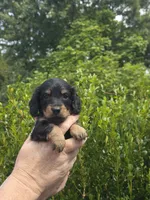 Marco(Pet Only), a male Miniature Dachshund for sale in Florence, KY – Photo 4 of 10