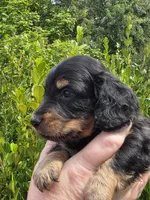 Marco(Pet Only), a male Miniature Dachshund for sale in Florence, KY – Photo 6 of 10