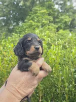 Marco(Pet Only), a male Miniature Dachshund for sale in Florence, KY – Photo 2 of 10