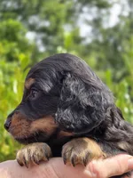Marco(Pet Only), a male Miniature Dachshund for sale in Florence, KY – Photo 9 of 10