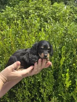 Marco(Pet Only), a male Miniature Dachshund for sale in Florence, KY – Photo 5 of 10