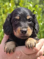 Marco(Pet Only), a male Miniature Dachshund for sale in Florence, KY – Photo 10 of 10