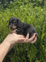 Marco(Pet Only), a male Miniature Dachshund for sale in Florence, KY – Photo 3 of 10