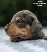 Twinkle, a female Miniature Dachshund for sale in Florence, KY – 2 of 6