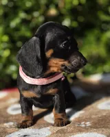 "Levy" - Pink Girl, a female Miniature Dachshund for sale in Florence, KY – 5 of 10