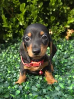 Hacker, a male Miniature Dachshund for sale in Florence, KY – 4 of 4