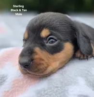 Sterling , a male Miniature Dachshund for sale in Florence, KY – 6 of 6