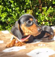 G, a female Miniature Dachshund for sale in Florence, KY – 3 of 3