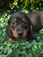 Wifi, a female Miniature Dachshund for sale in Florence, KY – 2 of 5