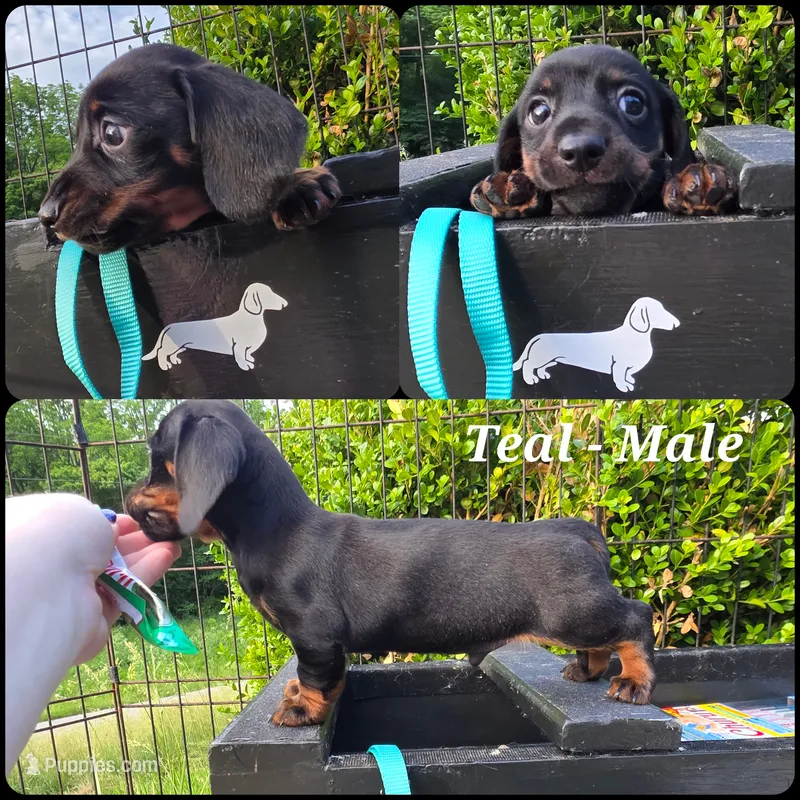 "Audit" - Teal Boy – Miniature Dachshund puppy on hold in Florence, KY