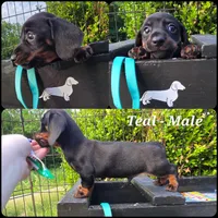 "Audit" - Teal Boy, a male Miniature Dachshund for sale in Florence, KY – 1 of 1