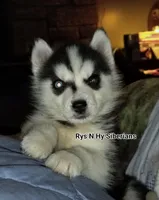 Annie, a female Siberian Husky for sale in Florence, KY – Photo 4 of 6