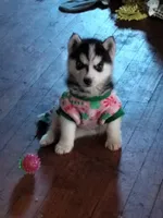 Annie, a female Siberian Husky for sale in Florence, KY – Photo 1 of 6