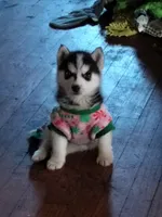 Annie, a female Siberian Husky for sale in Florence, KY – Photo 2 of 6