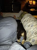 Annie, a female Siberian Husky for sale in Florence, KY – Photo 3 of 6