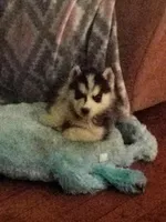 Annie, a female Siberian Husky for sale in Florence, KY – Photo 5 of 6