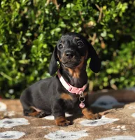 "Levy" - Pink Girl, a female Miniature Dachshund for sale in Florence, KY – 7 of 10