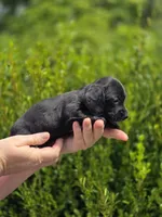 Winfred (Black Smooth), a female Miniature Dachshund for sale in Florence, KY – Photo 4 of 10