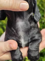Winfred (Black Smooth), a female Miniature Dachshund for sale in Florence, KY – Photo 9 of 10