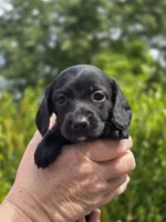 Winfred (Black Smooth), a female Miniature Dachshund for sale in Florence, KY – Photo 5 of 10