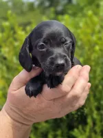 Winfred (Black Smooth), a female Miniature Dachshund for sale in Florence, KY – Photo 10 of 10