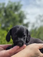 Winfred (Black Smooth), a female Miniature Dachshund for sale in Florence, KY – Photo 6 of 10