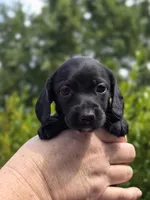 Winfred (Black Smooth), a female Miniature Dachshund for sale in Florence, KY – Photo 8 of 10