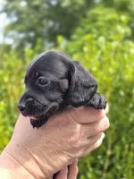 Winfred (Black Smooth), a female Miniature Dachshund for sale in Florence, KY – Photo 3 of 10