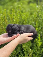 Winfred (Black Smooth), a female Miniature Dachshund for sale in Florence, KY – Photo 7 of 10