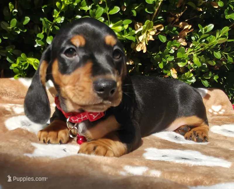 E – Miniature Dachshund puppy for sale in Florence, KY