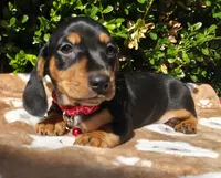 E, a male Miniature Dachshund for sale in Florence, KY – 1 of 5