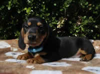 J, a male Miniature Dachshund for sale in Florence, KY – 4 of 7