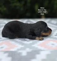 Shine , a male Miniature Dachshund for sale in Florence, KY – 3 of 6