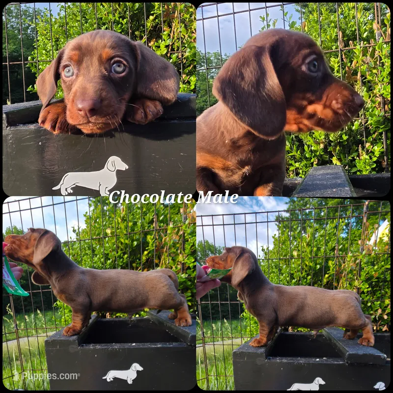 Zee Junior  – Miniature Dachshund puppy for sale in Florence, KY