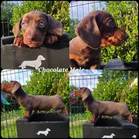 Zee Junior , a male Miniature Dachshund for sale in Florence, KY – 1 of 1