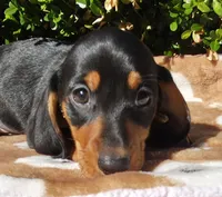 T, a male Miniature Dachshund for sale in Florence, KY – 4 of 6