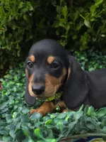 Cyber , a male Miniature Dachshund for sale in Florence, KY – 3 of 4
