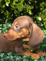 Data, a female Miniature Dachshund for sale in Florence, KY – 2 of 8