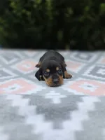 Sterling , a male Miniature Dachshund for sale in Florence, KY – 3 of 6