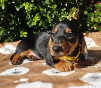 T, a male Miniature Dachshund for sale in Florence, KY – 1 of 6