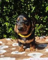 T, a male Miniature Dachshund for sale in Florence, KY – 5 of 6