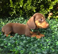 Data, a female Miniature Dachshund for sale in Florence, KY – 5 of 8
