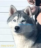 Ojreni✨Imported✨Blue👀CH Pedig, a male Siberian Husky for sale in Florence, KY – Photo 1 of 9