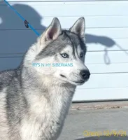 Ojreni✨Imported✨Blue👀CH Pedig, a male Siberian Husky for sale in Florence, KY – Photo 5 of 9