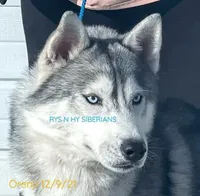 Ojreni✨Imported✨Blue👀CH Pedig, a male Siberian Husky for sale in Florence, KY – Photo 3 of 9
