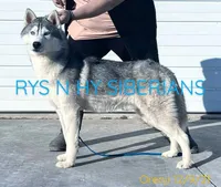 Ojreni✨Imported✨Blue👀CH Pedig, a male Siberian Husky for sale in Florence, KY – Photo 2 of 9