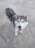 Ojreni✨Imported✨Blue👀CH Pedig, a male Siberian Husky for sale in Florence, KY – Photo 9 of 9