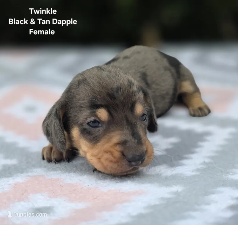Twinkle – Miniature Dachshund puppy for sale in Florence, KY