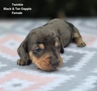 Twinkle, a female Miniature Dachshund for sale in Florence, KY – 1 of 6