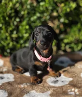 "Levy" - Pink Girl, a female Miniature Dachshund for sale in Florence, KY – 8 of 10